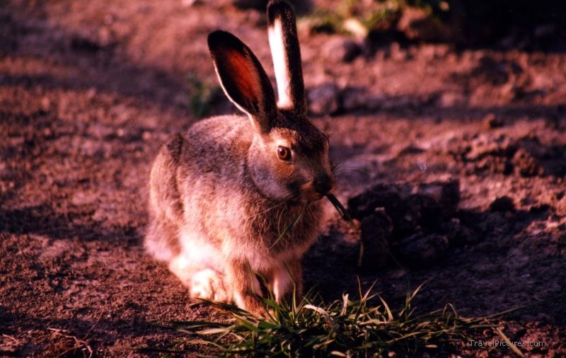 Calgary rabbit bunny